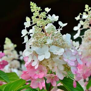 Hydrangea paniculata Pinky Winky