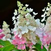 Hydrangea paniculata Pinky Winky