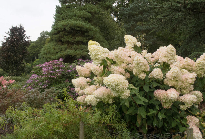 Hydrangea paniculata Phantom