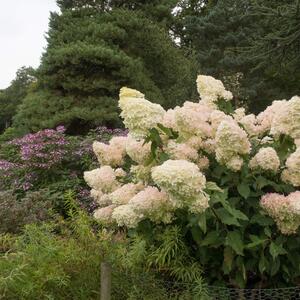 Hydrangea paniculata Phantom