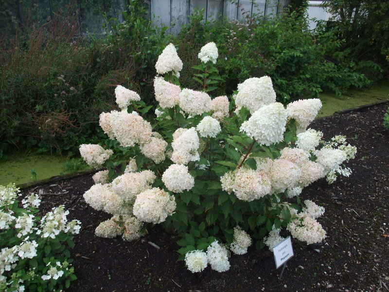 Hydrangea paniculata Phantom