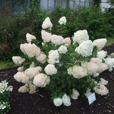 Hydrangea paniculata Phantom