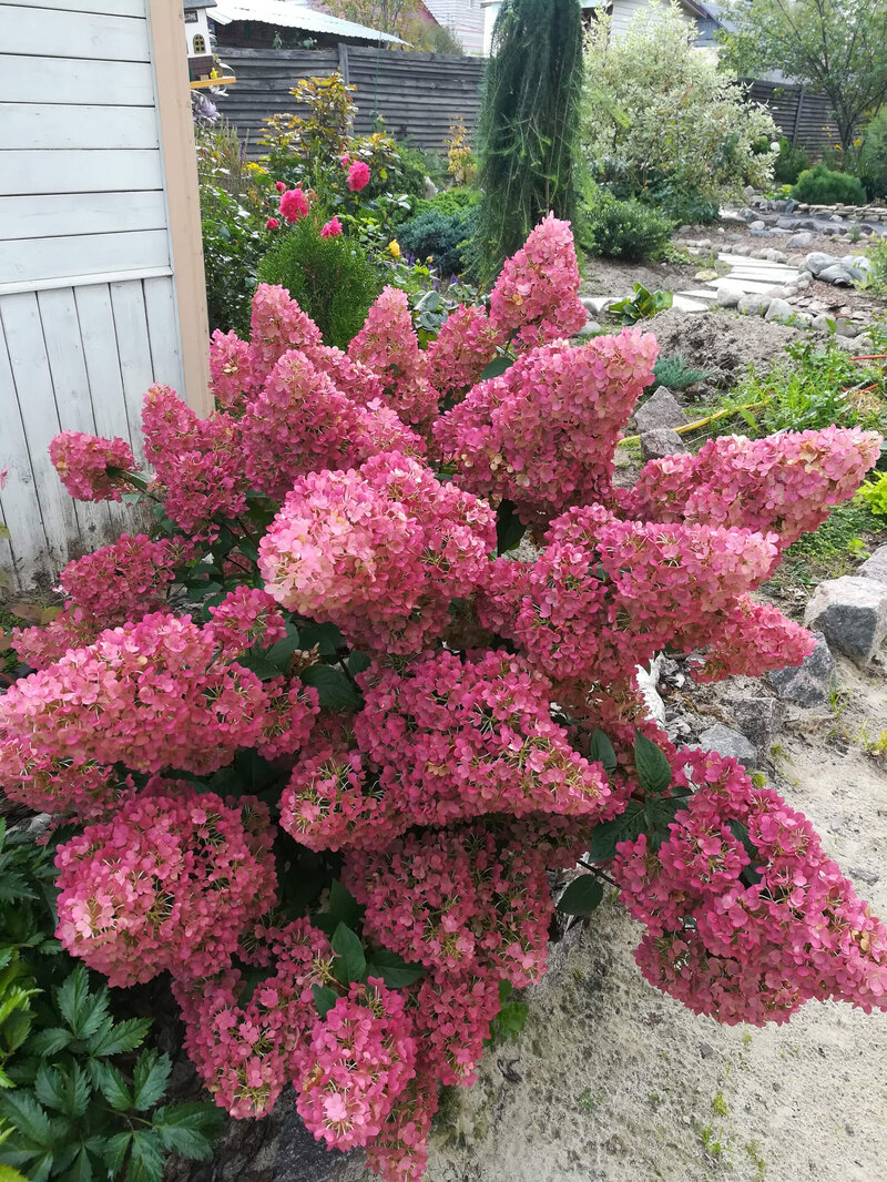 Hydrangea paniculata Sundae Fraise