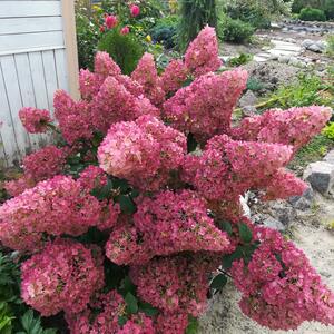 Hydrangea paniculata Sundae Fraise