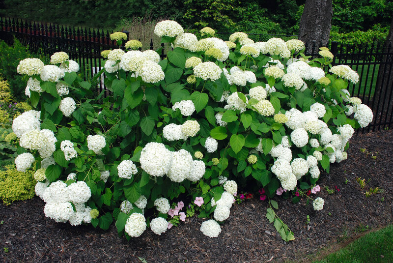 Hydrangea arborescens Annabelle