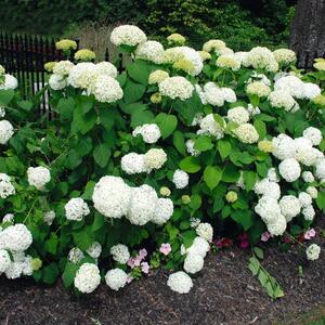 Hydrangea arborescens Annabelle