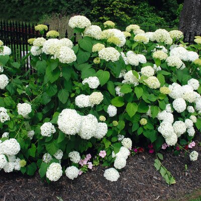 Hydrangea arborescens Annabelle