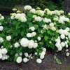 Hydrangea arborescens Annabelle