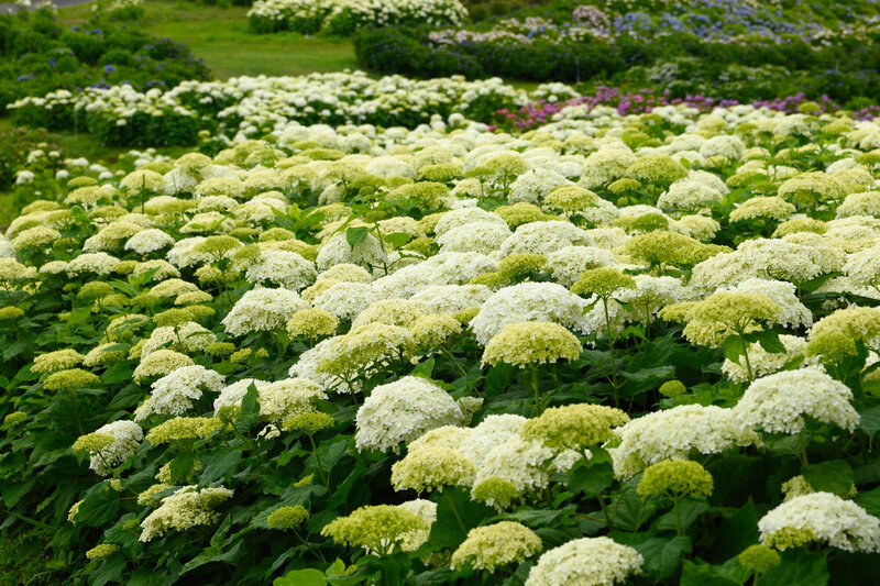 Hydrangea arborescens Strong Annabelle