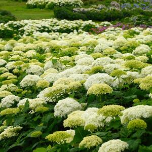 Hydrangea arborescens Strong Annabelle