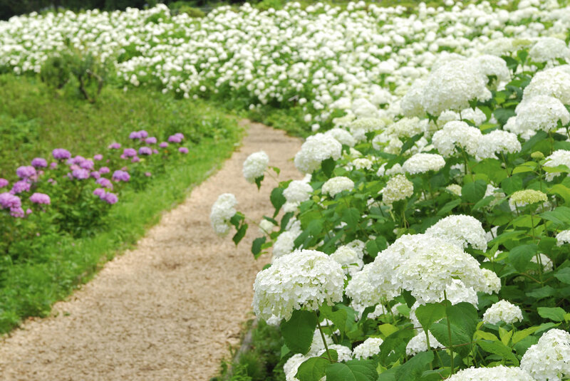 Hydrangea arborescens Annabelle