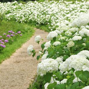 Hydrangea arborescens Annabelle