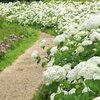 Hydrangea arborescens Annabelle