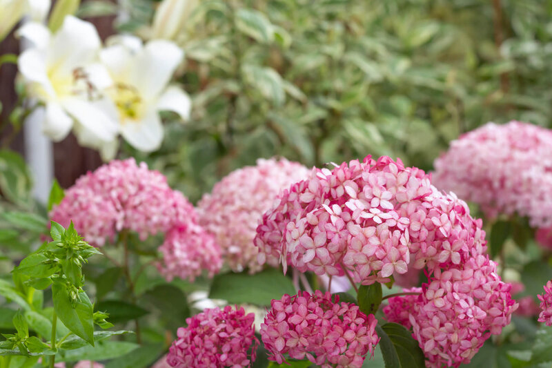 Hydrangea arborescens Pink Annabelle