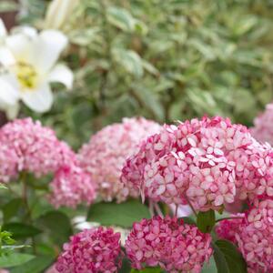 Hydrangea arborescens Pink Annabelle