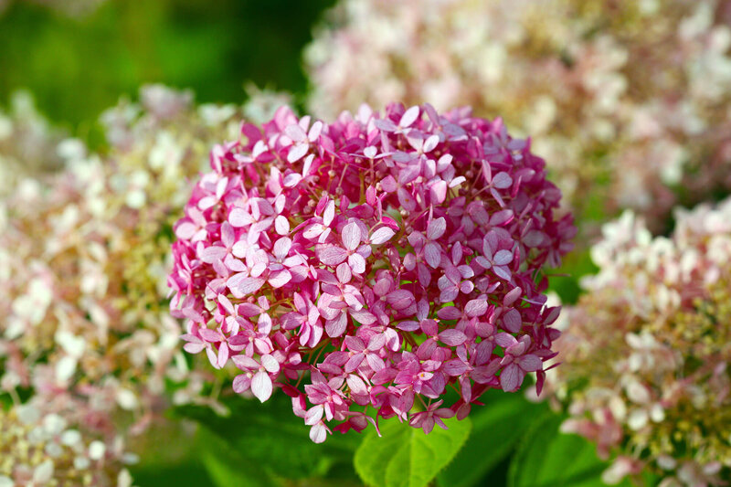 Hydrangea arborescens Pink Annabelle