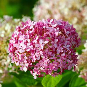 Hydrangea arborescens Pink Annabelle