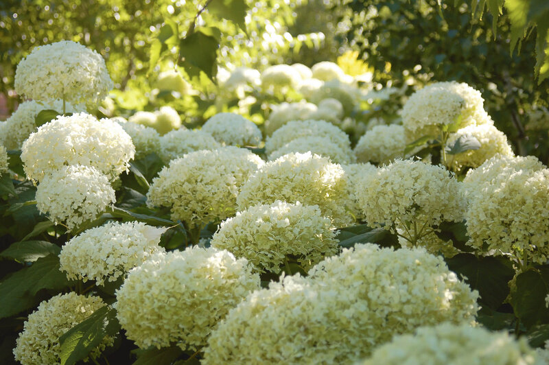 Hydrangea arborescens Strong Annabelle