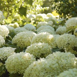 Hydrangea arborescens Strong Annabelle