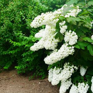 Hydrangea quercifolia Snowflake