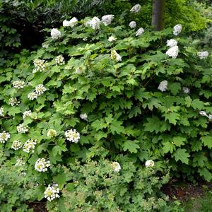 Hydrangea quercifolia Snowflake