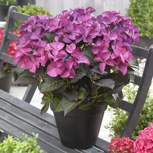 Hydrangea macrophylla Dark Angel Purple