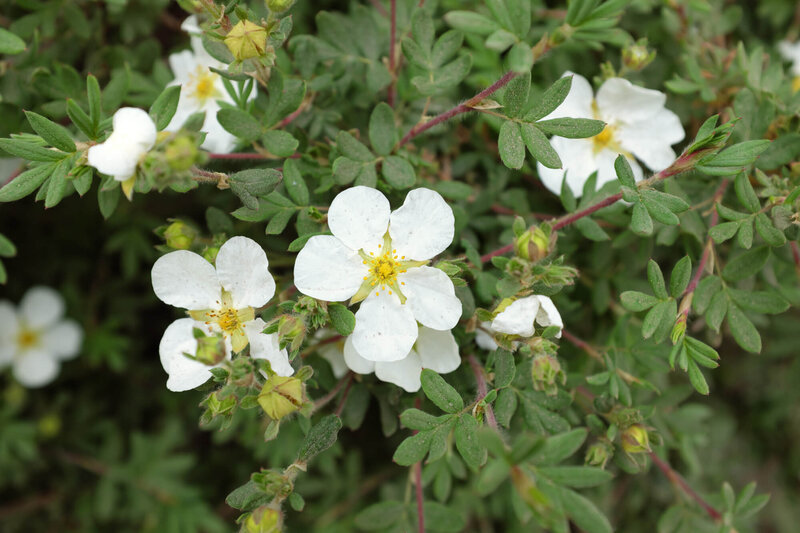 Potentilla fruticosa Abbotswood
