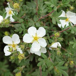 Potentilla fruticosa Abbotswood