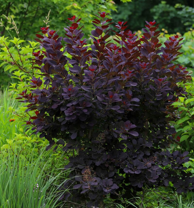 Cotinus coggygria Lilla
