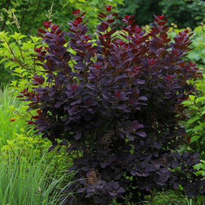 Cotinus coggygria Lilla