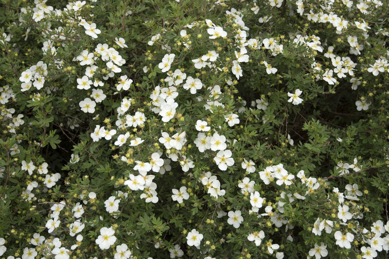 Potentilla fruticosa Abbotswood