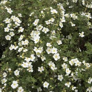 Potentilla fruticosa Abbotswood