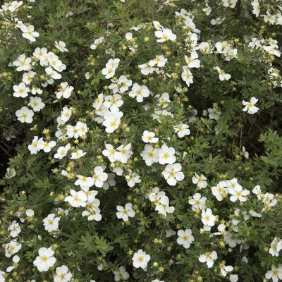 Potentilla fruticosa Abbotswood