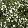 Potentilla fruticosa Abbotswood