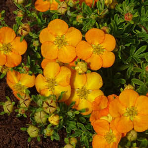 Potentilla fruticosa Bella Sol