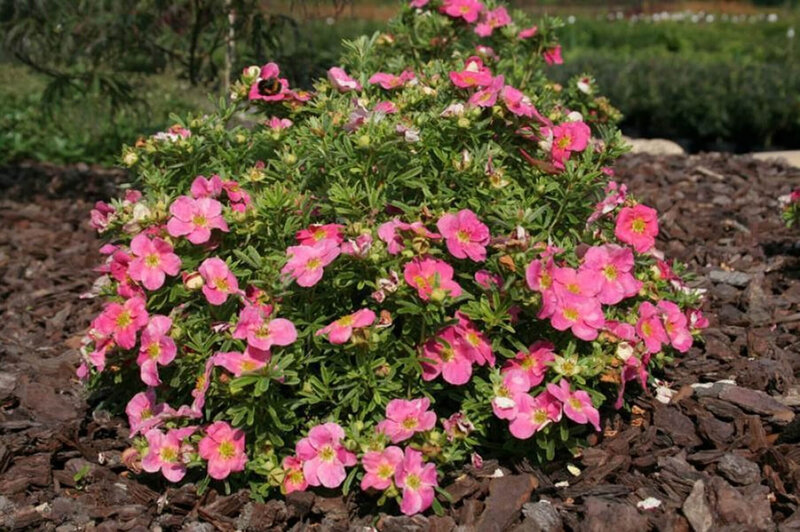 Potentilla fruticosa Bellissima