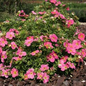 Potentilla fruticosa Bellissima