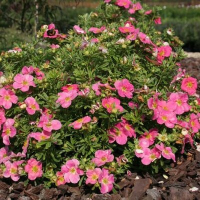 Potentilla fruticosa Bellissima