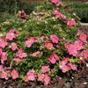 Potentilla fruticosa Bellissima