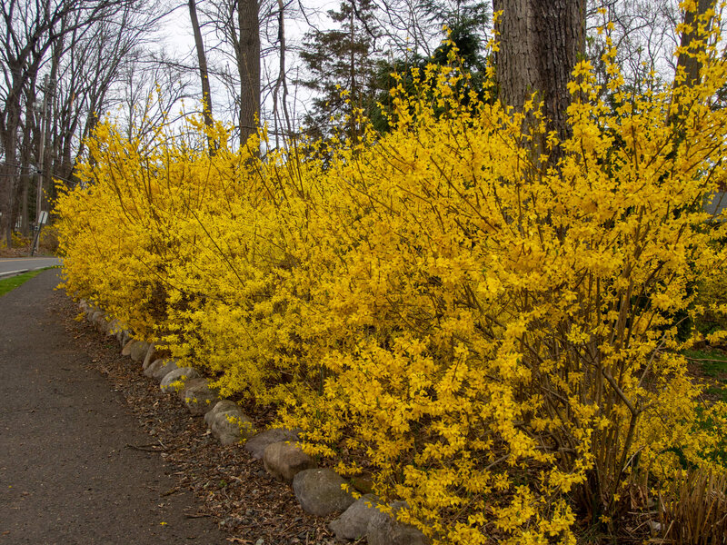 Forsythia intermedia Mikador