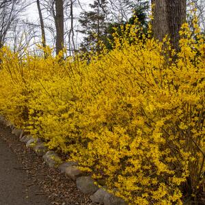 Forsythia intermedia Mikador