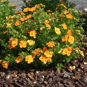 Potentilla fruticosa Bella Sol