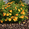 Potentilla fruticosa Bella Sol