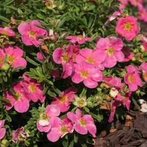 Potentilla fruticosa Bellissima