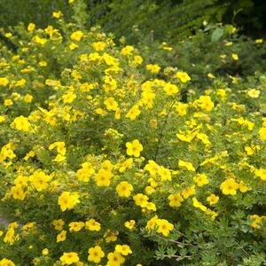 Potentilla fruticosa Kobold