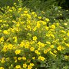 Potentilla fruticosa Kobold