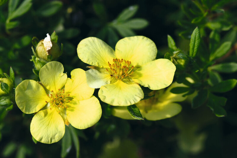 Potentilla fruticosa Kobold