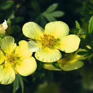 Potentilla fruticosa Kobold