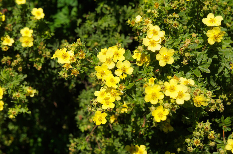 Potentilla fruticosa Kobold