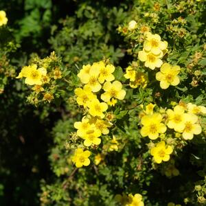 Potentilla fruticosa Kobold